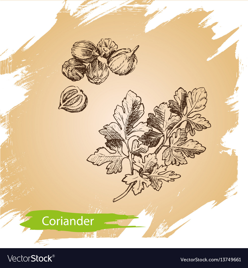 Background sketch the herbs and spice vector image Background sketch the herbs and spice