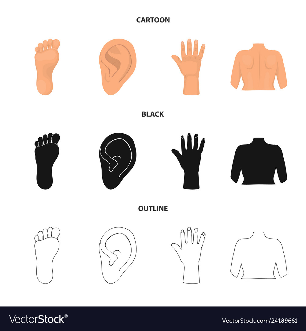 Isolated object of body and part sign set Vector Image Isolated object of body and part sign set