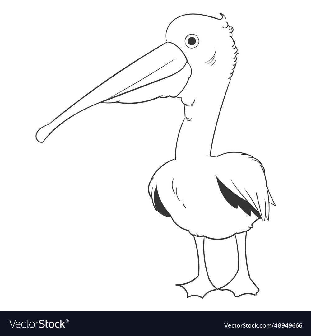 Pelican Beak Feather Wing Stroke Bird Royalty Free Vector