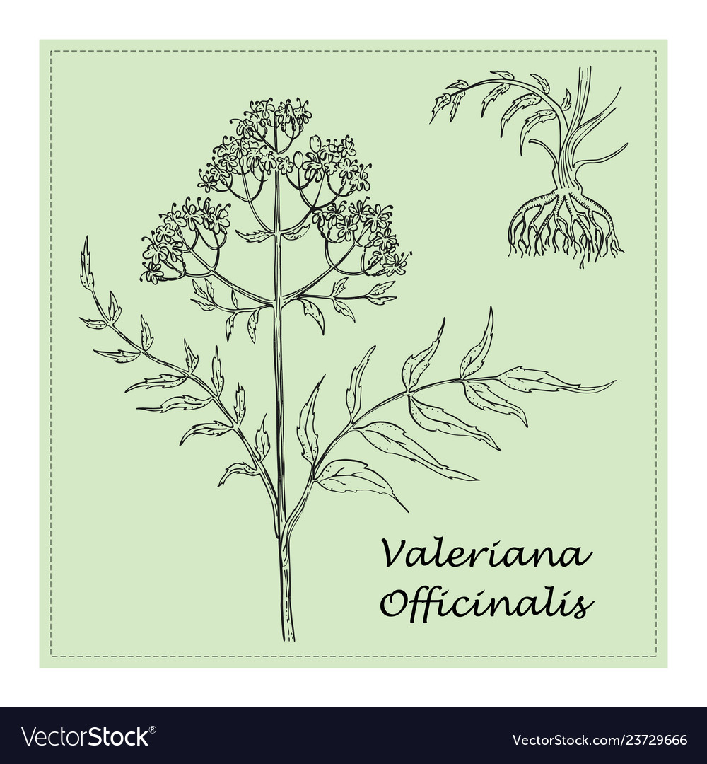 Valerian Root Branch with Roots