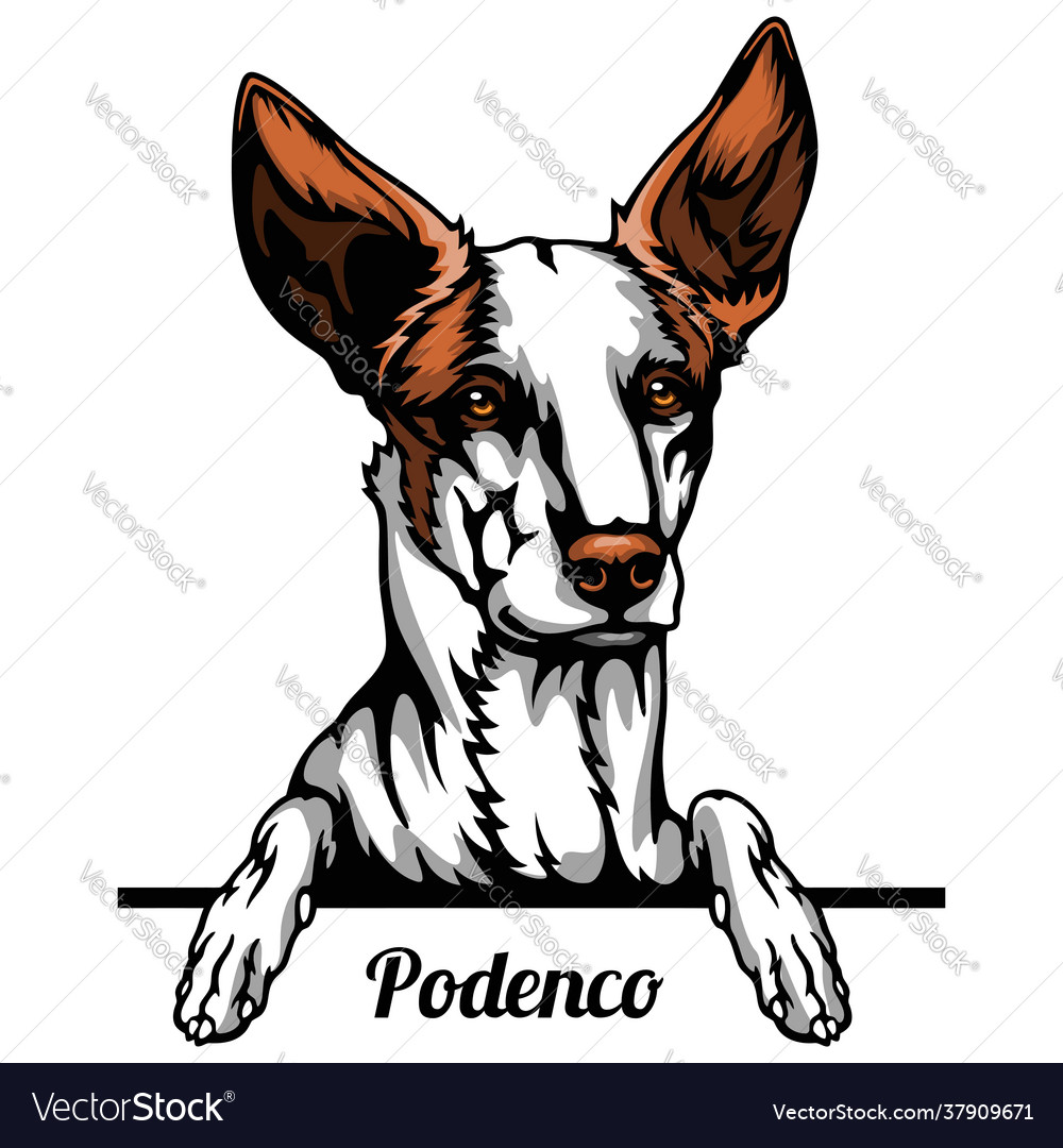 Podenco - dog breed color image a dogs head