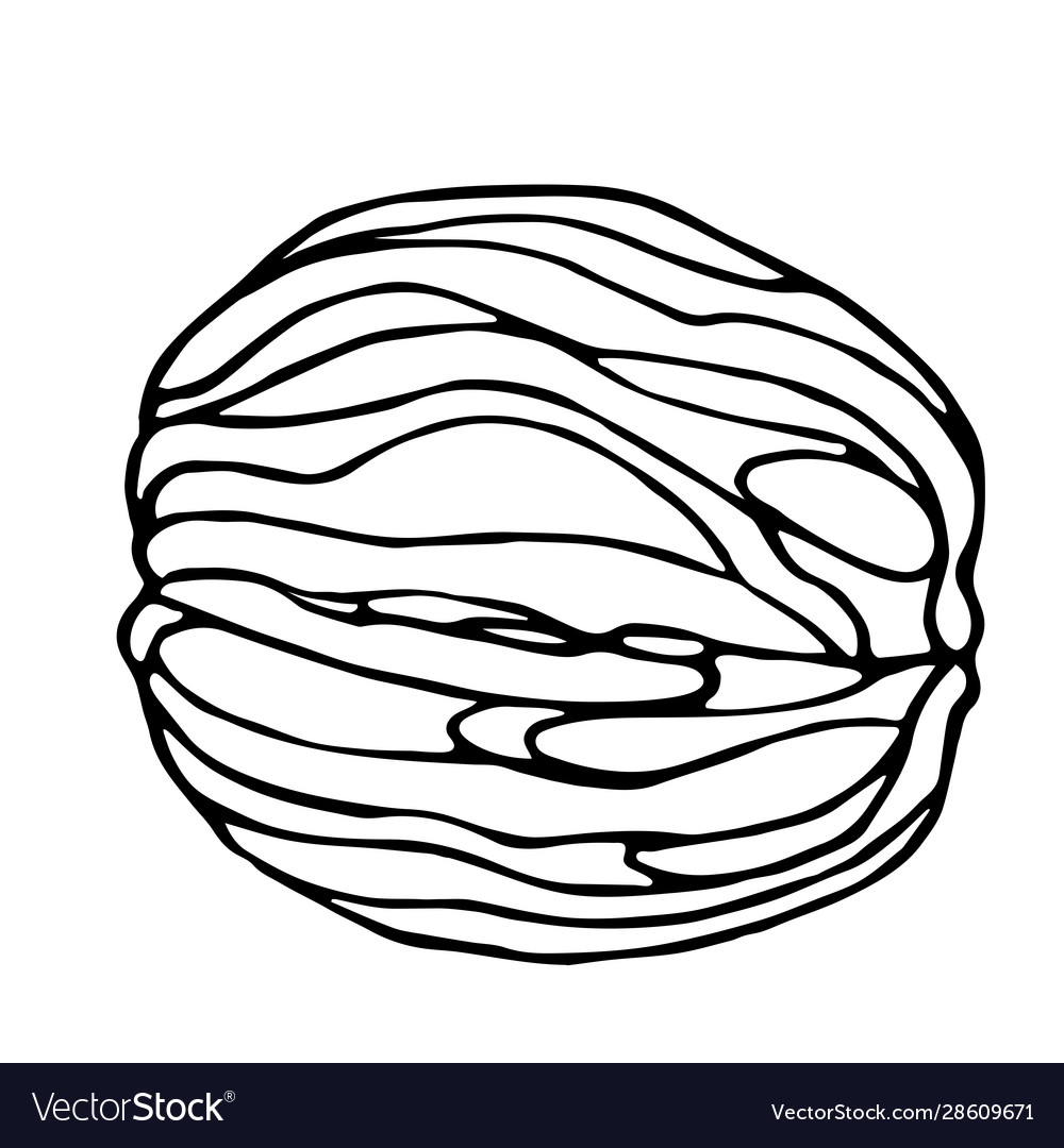 Walnut Shell Decorative Element