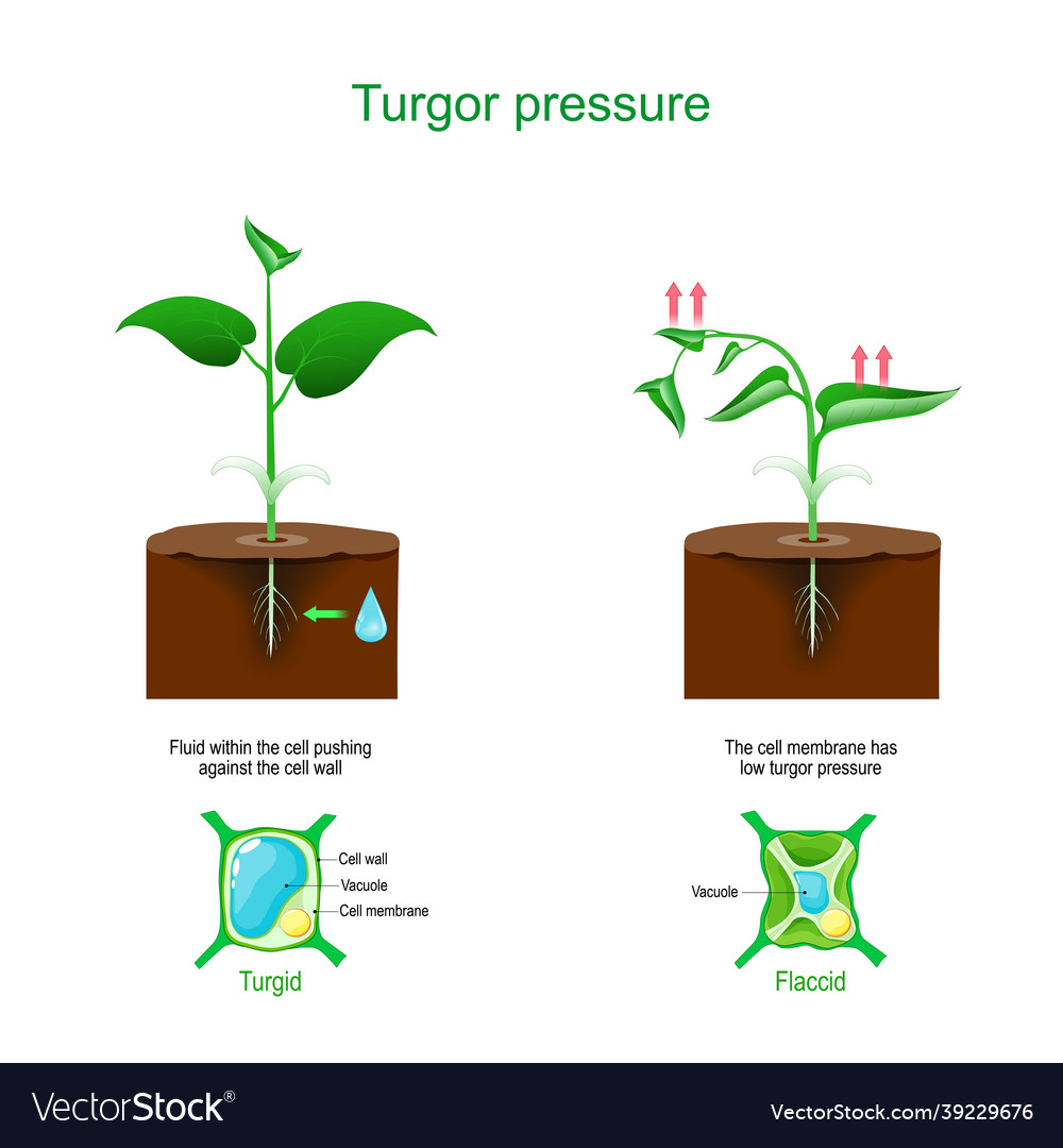 Why Do Plants Wilt Turgor Pressure - Printable Templates Protal