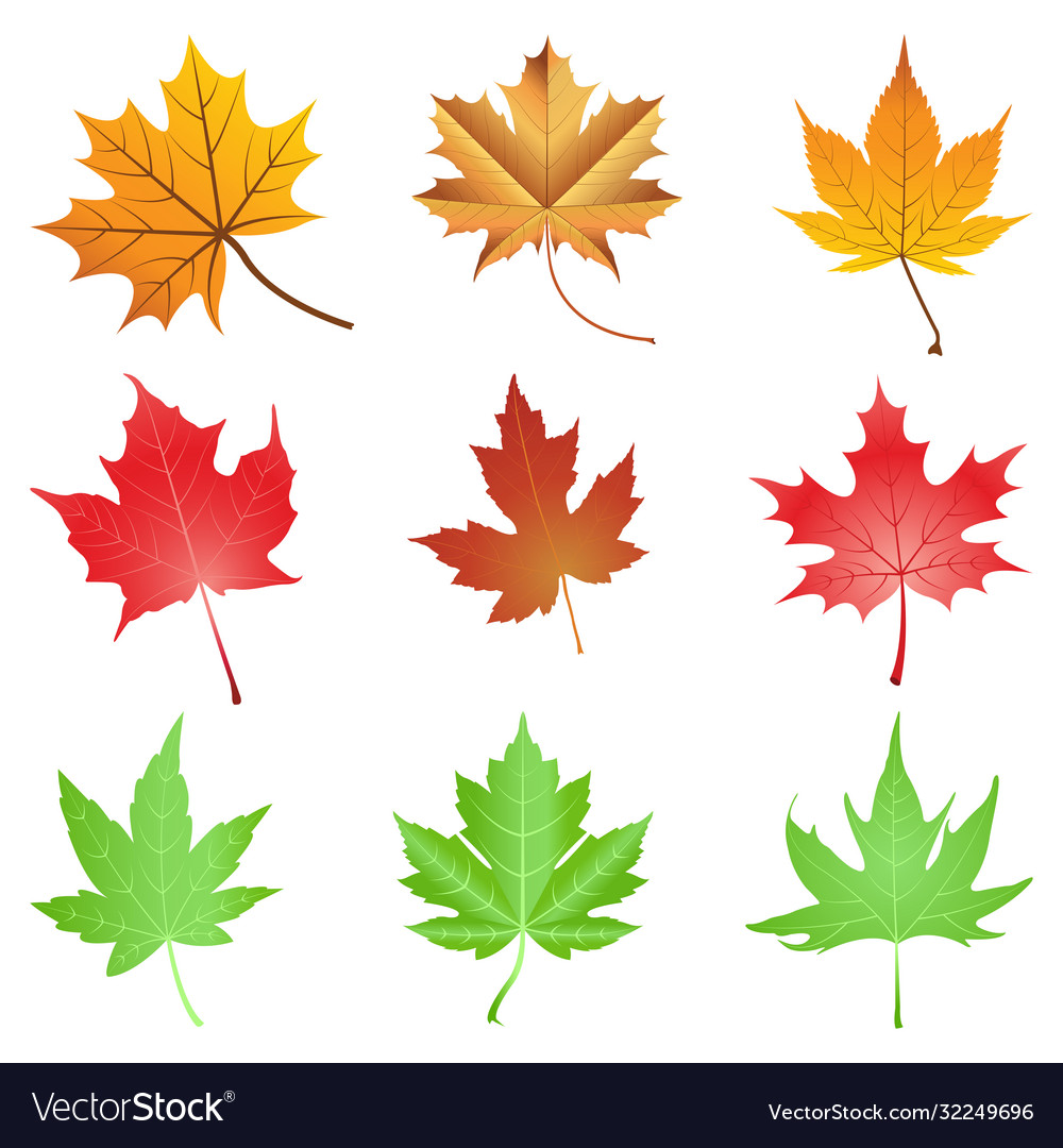 Maple Leaf Png Vector Images 23