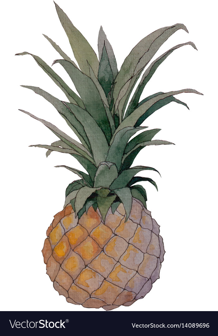 Hand painted watercolor pineapple