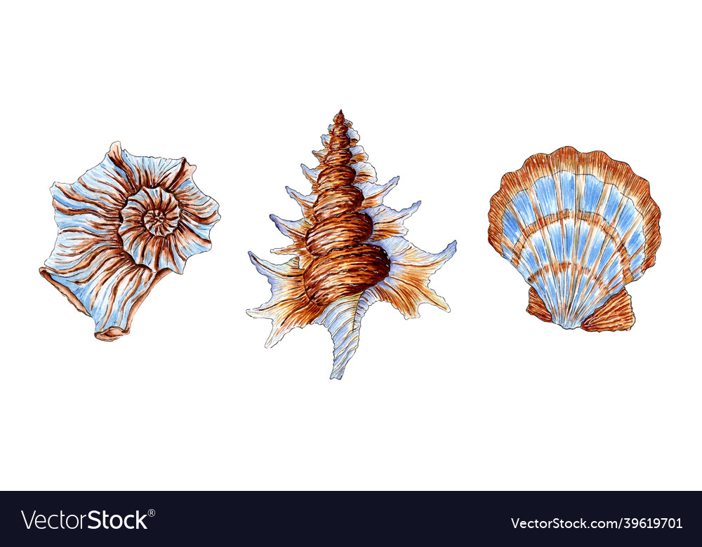 Watercolor set of beautiful sea shells in beige Vector Image