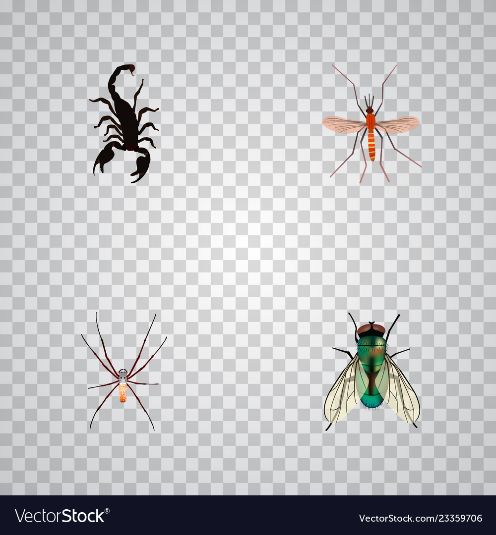 Set of bug realistic symbols with mosquito vector image Set of bug realistic symbols with mosquito