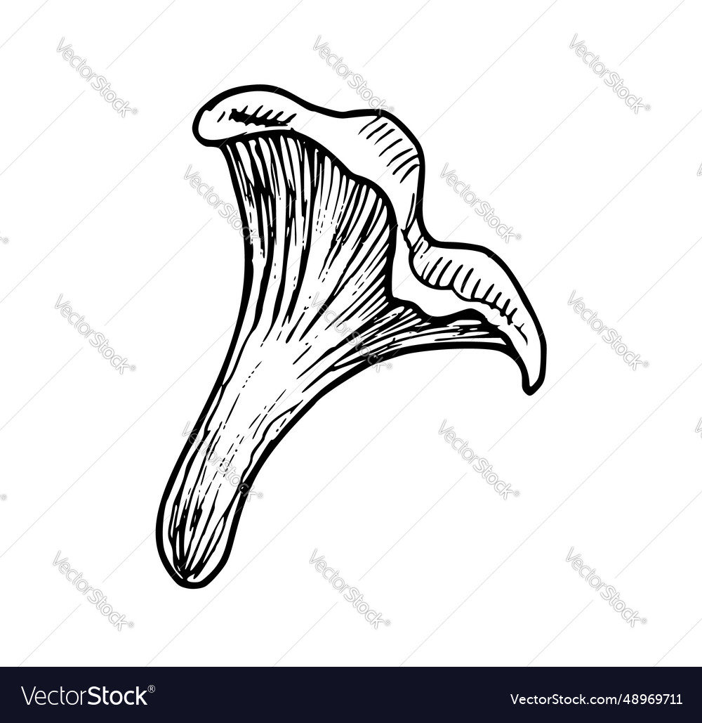 Drawing of chanterelle mushroom hand draw Vector Image