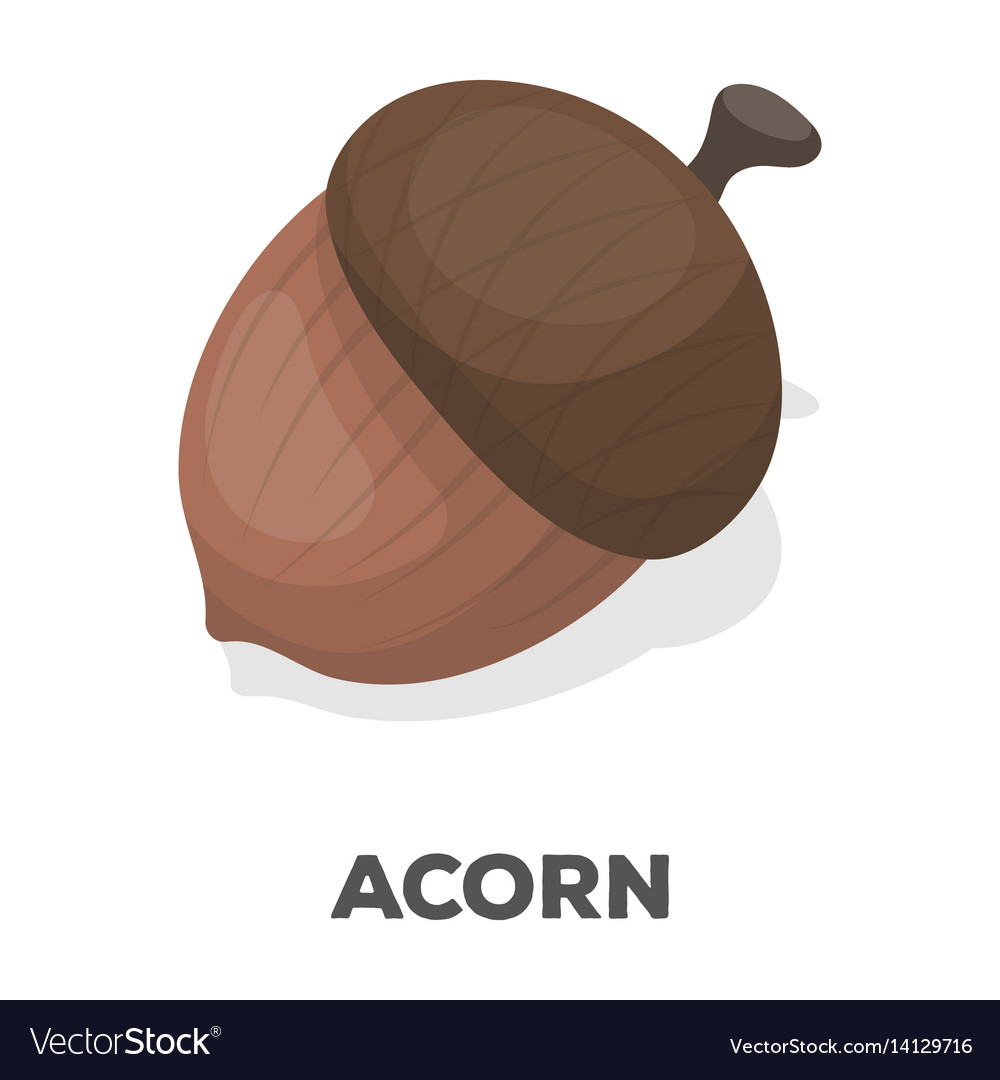 An acorn with a hatdifferent kinds of nuts single