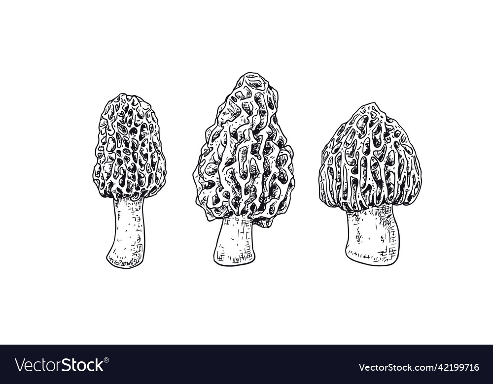 Hand drawn morel mushrooms