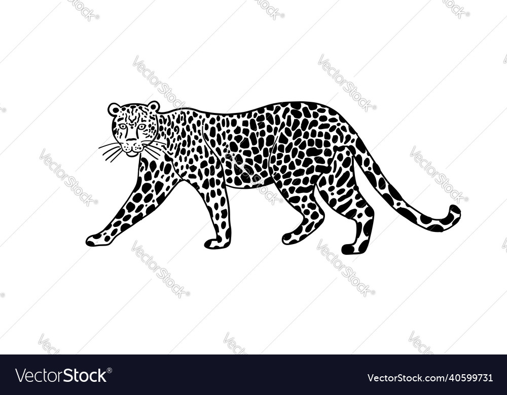 Big wild cat art spotted color for your design