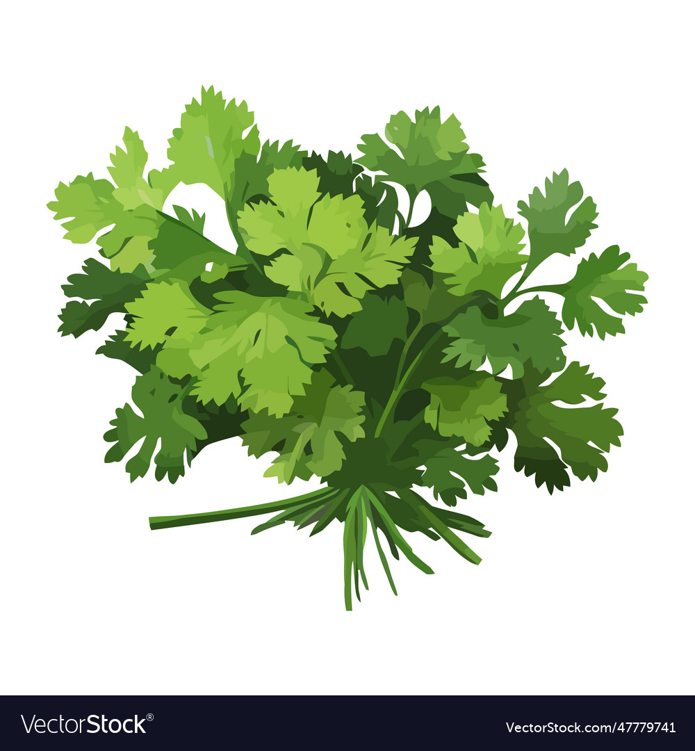 Fresh parsley healthy flavor to meals Royalty Free Vector