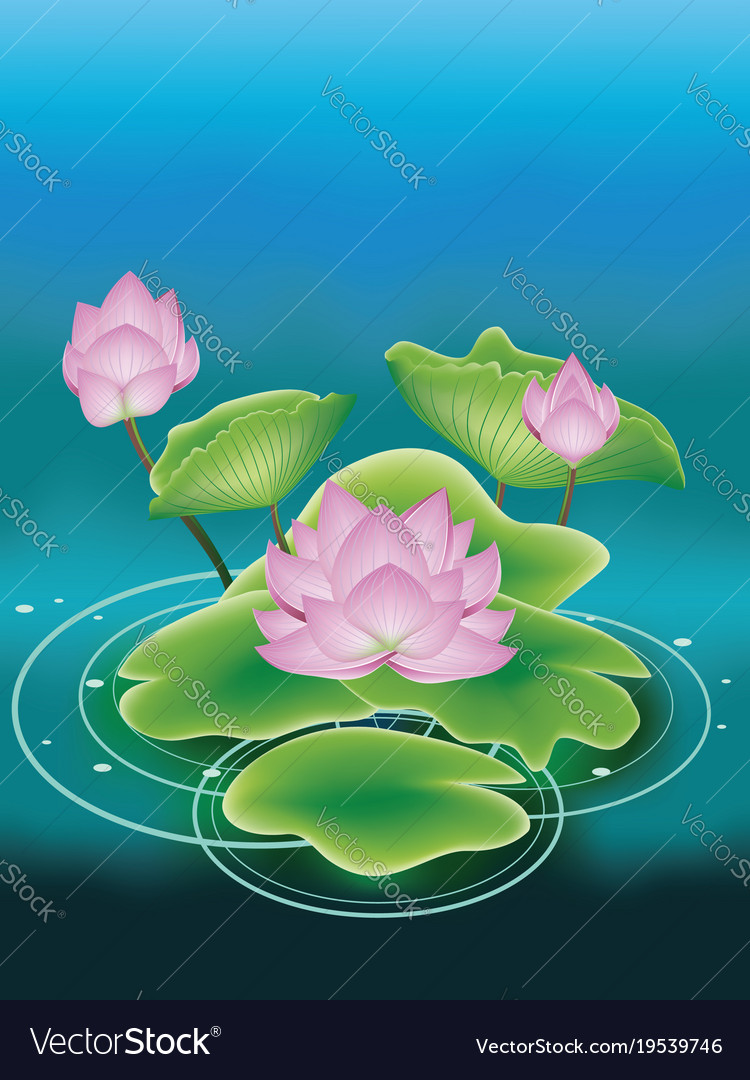 Lotus flower with leaves Royalty Free Vector Image