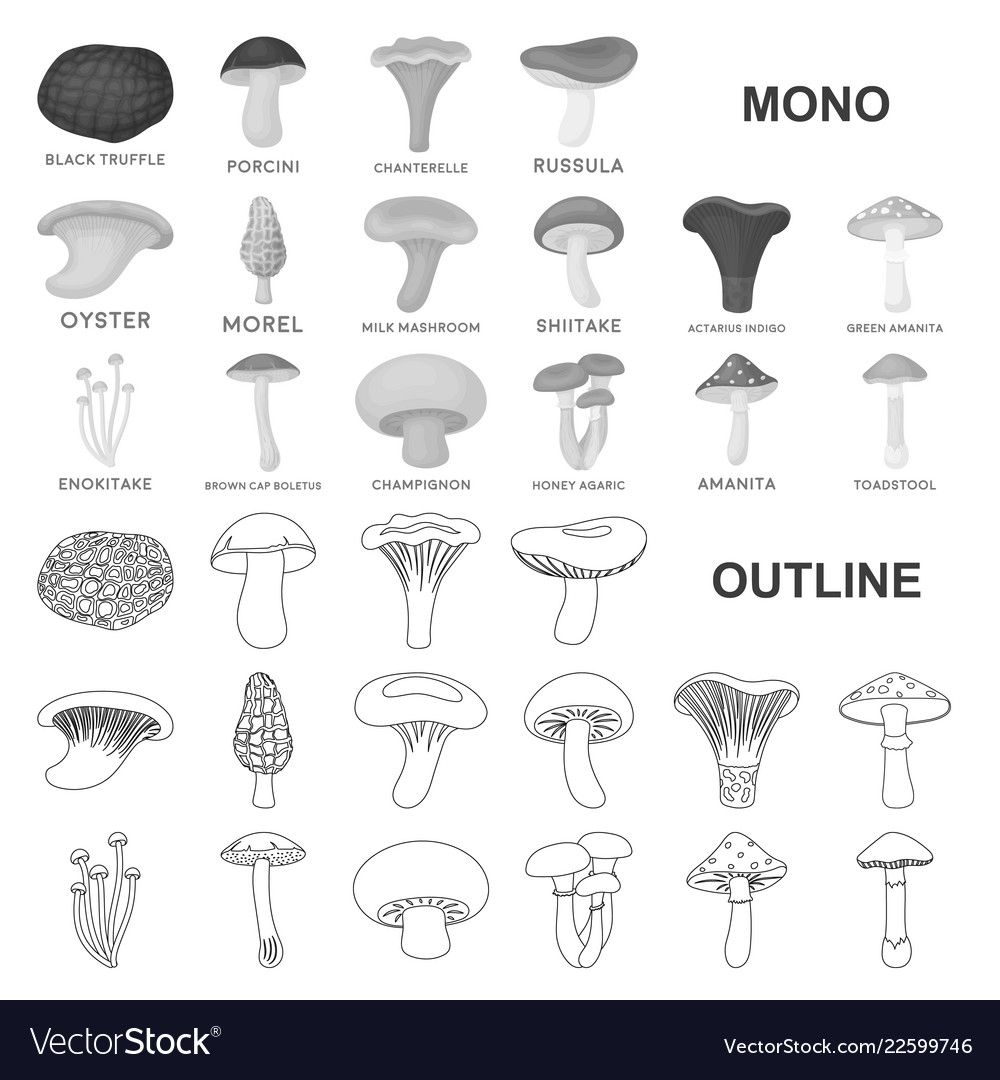 Poisonous and edible mushroom monochrom icons Vector Image