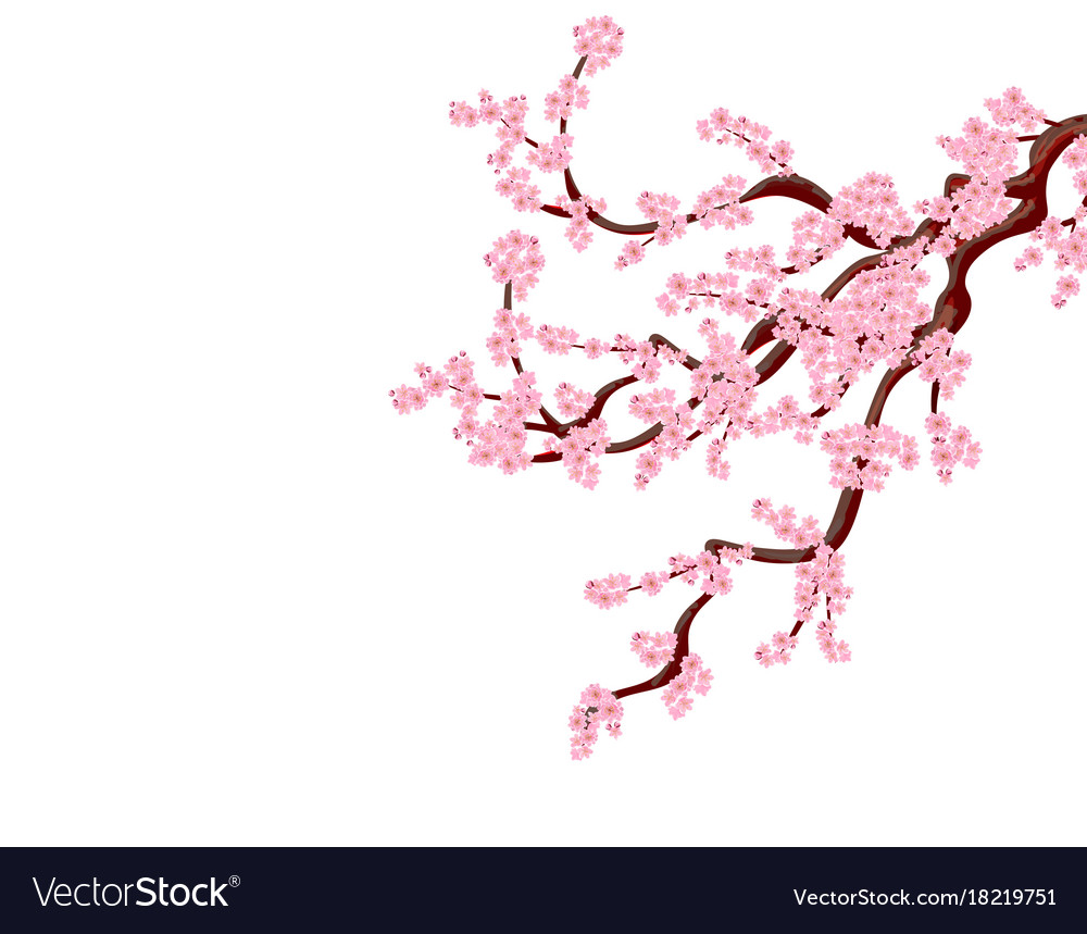 Sakura a curved tree cherry branchs with delicate Vector Image