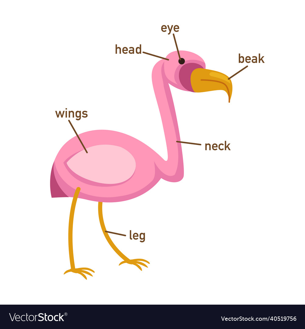 Egret vocabulary part of body