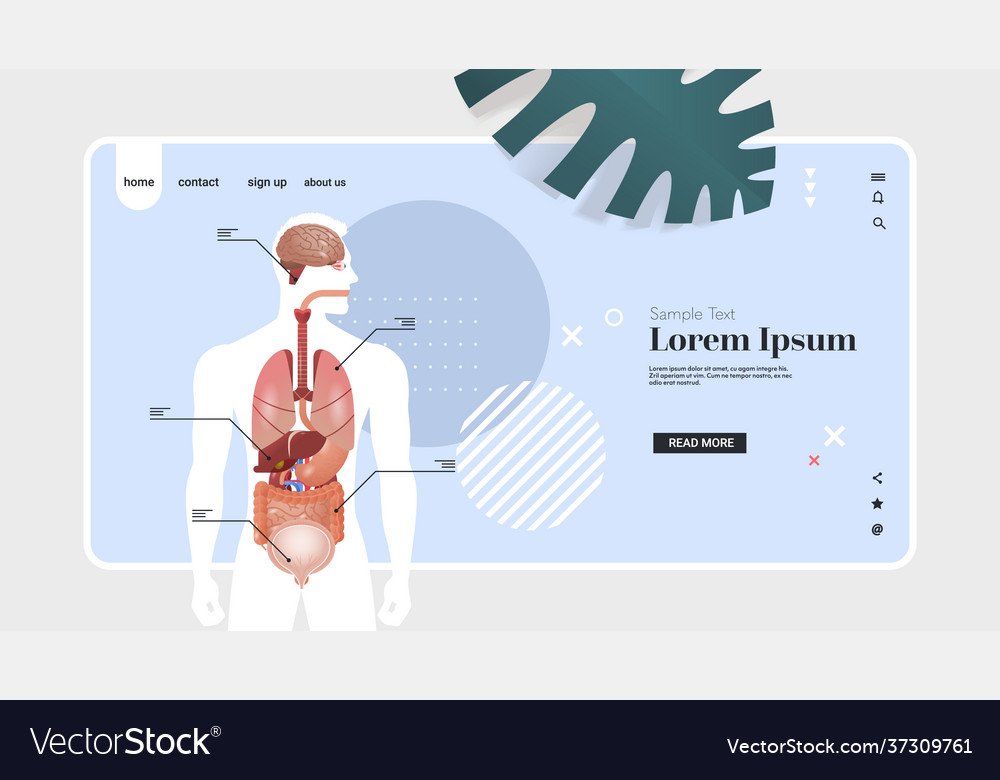 Menschliche Körperstruktur Infografik Poster