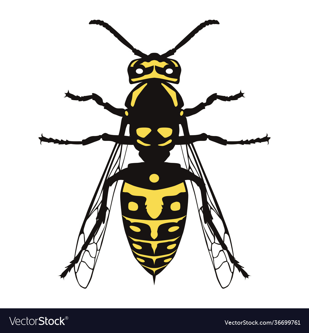Wasp is a predatory insect vector image Wasp is a predatory insect