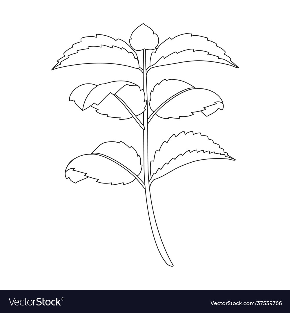 Mint leaf outline icon