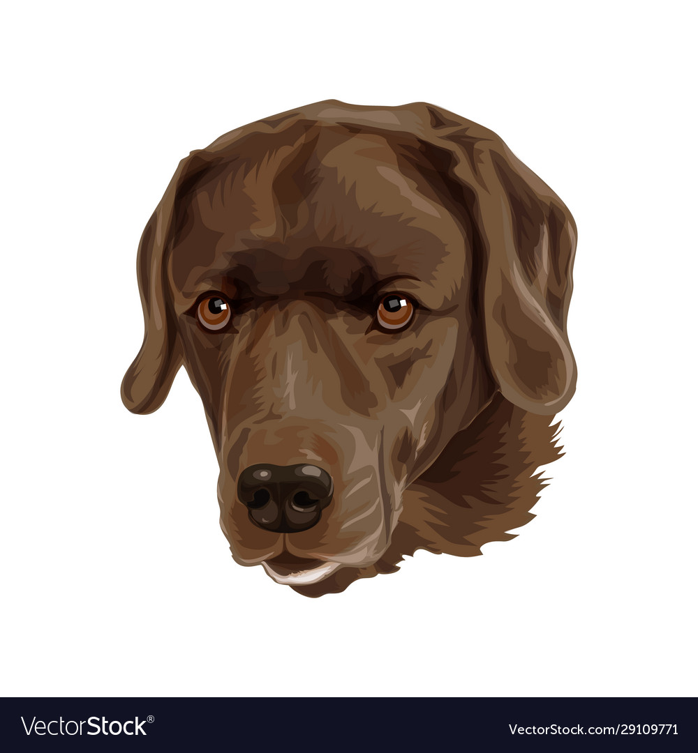 Dog breed is brown labrador Royalty Free Vector Image