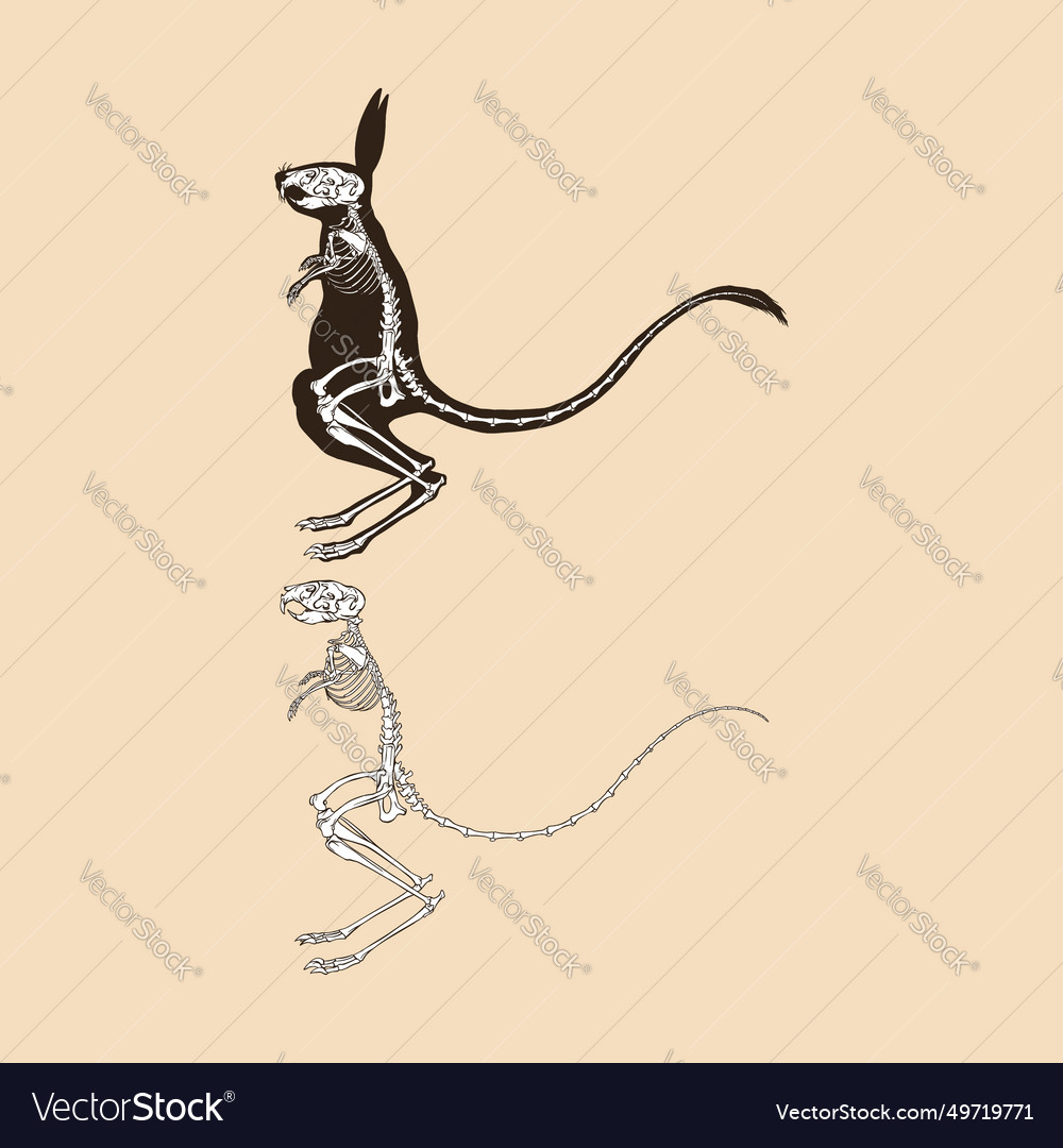 Skeleton greater egyptian jerboa animal Royalty Free Vector