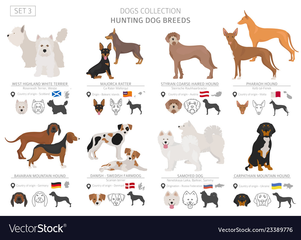 Hunting dogs collection isolated on white flat Vector Image