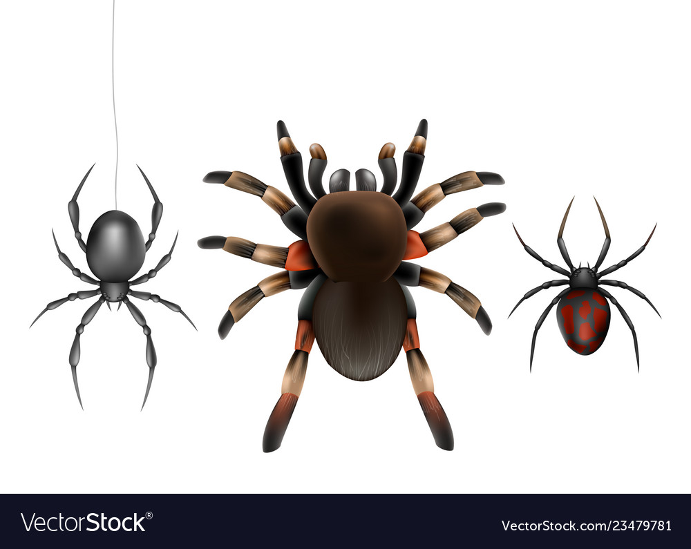 Realistic Spiders Diagram Colored Composition Spider Species Description  Them Vector Stock Vector by ©macrovector 617355090