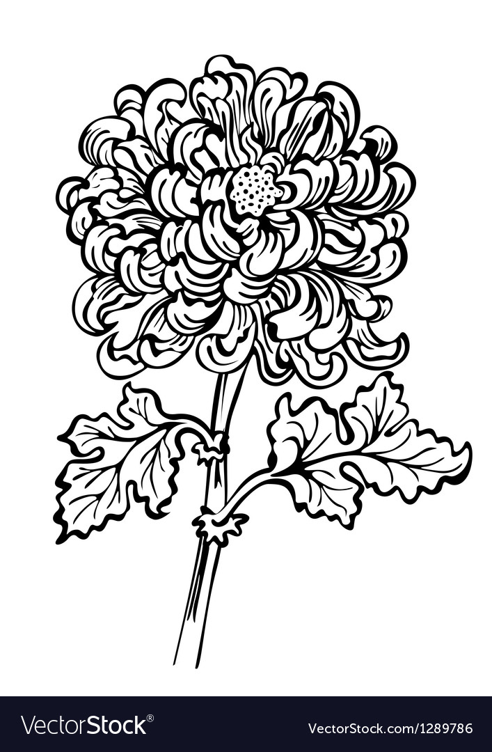 chrysanthemum black and white