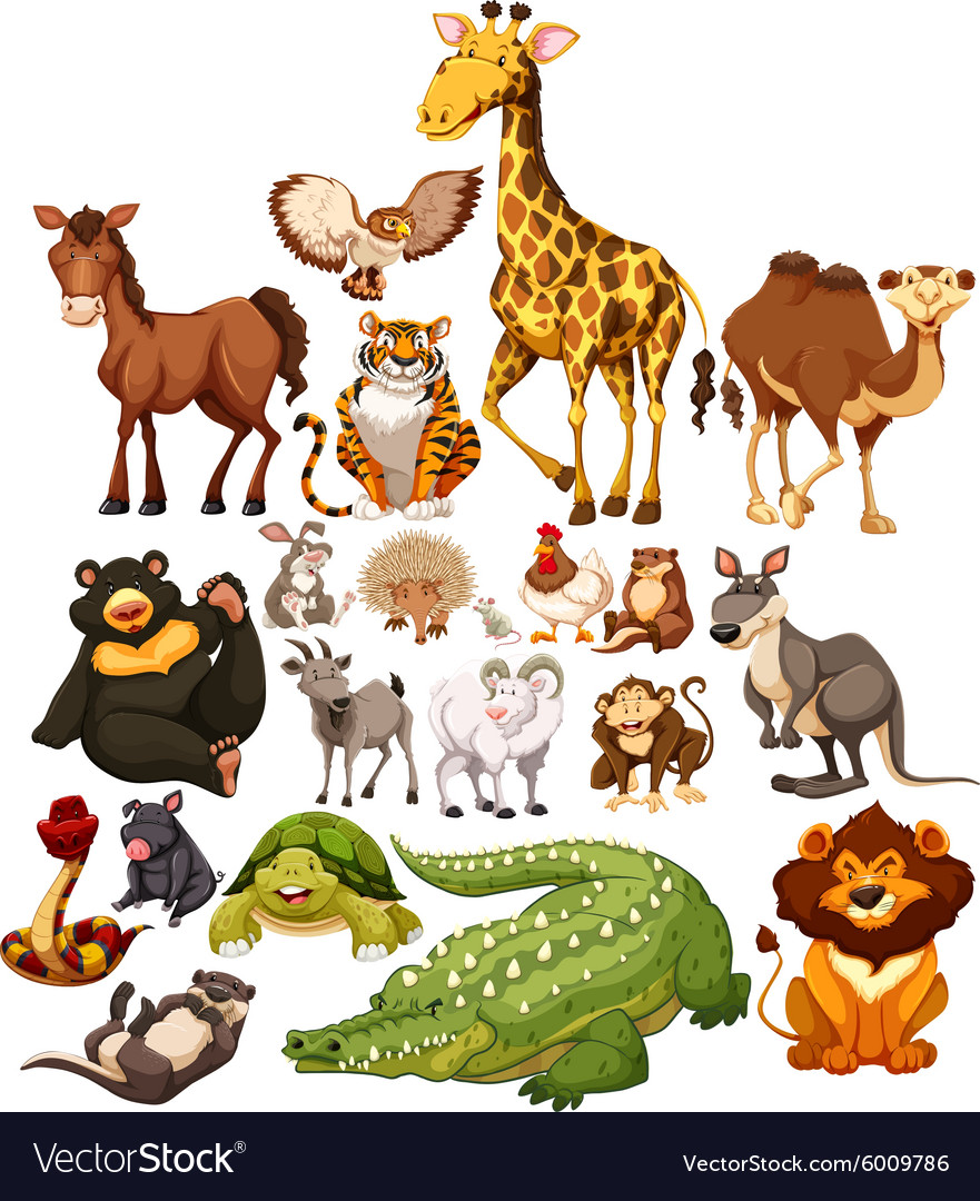 Pictures Of All Different Types Of Animals - PictureMeta