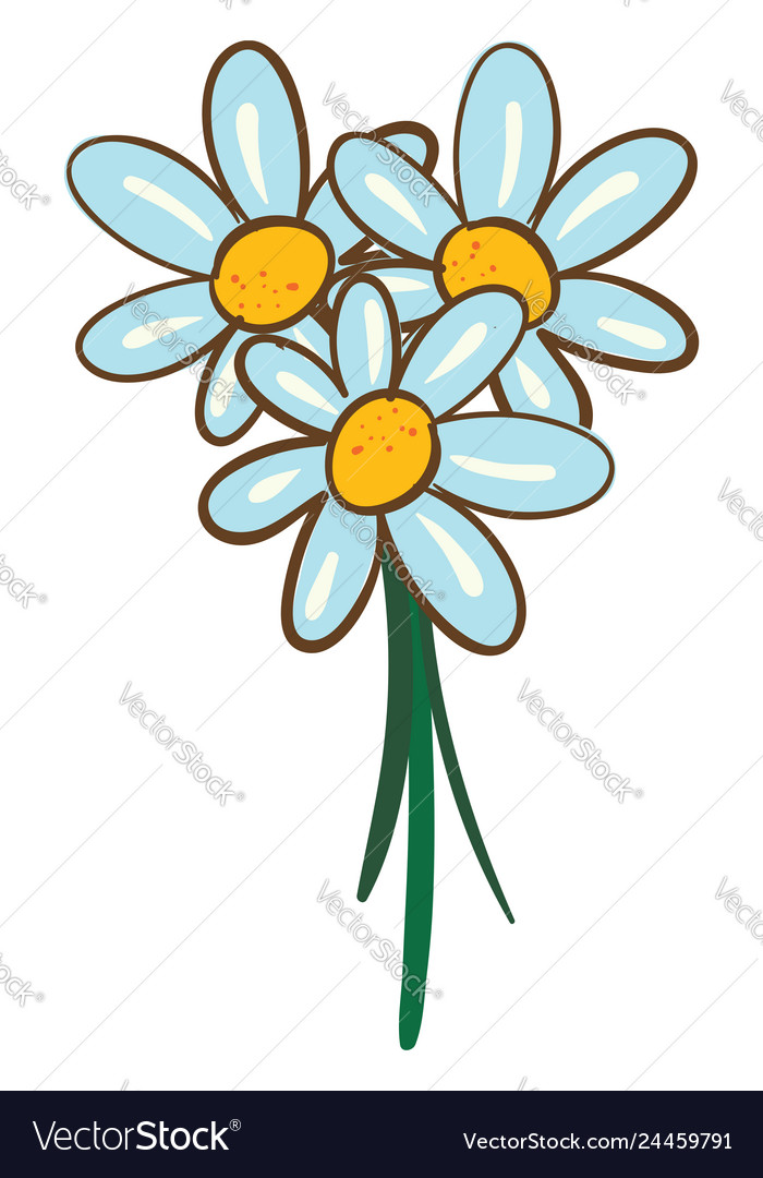 On White Background Of A Bouquet Daisies Vector Image