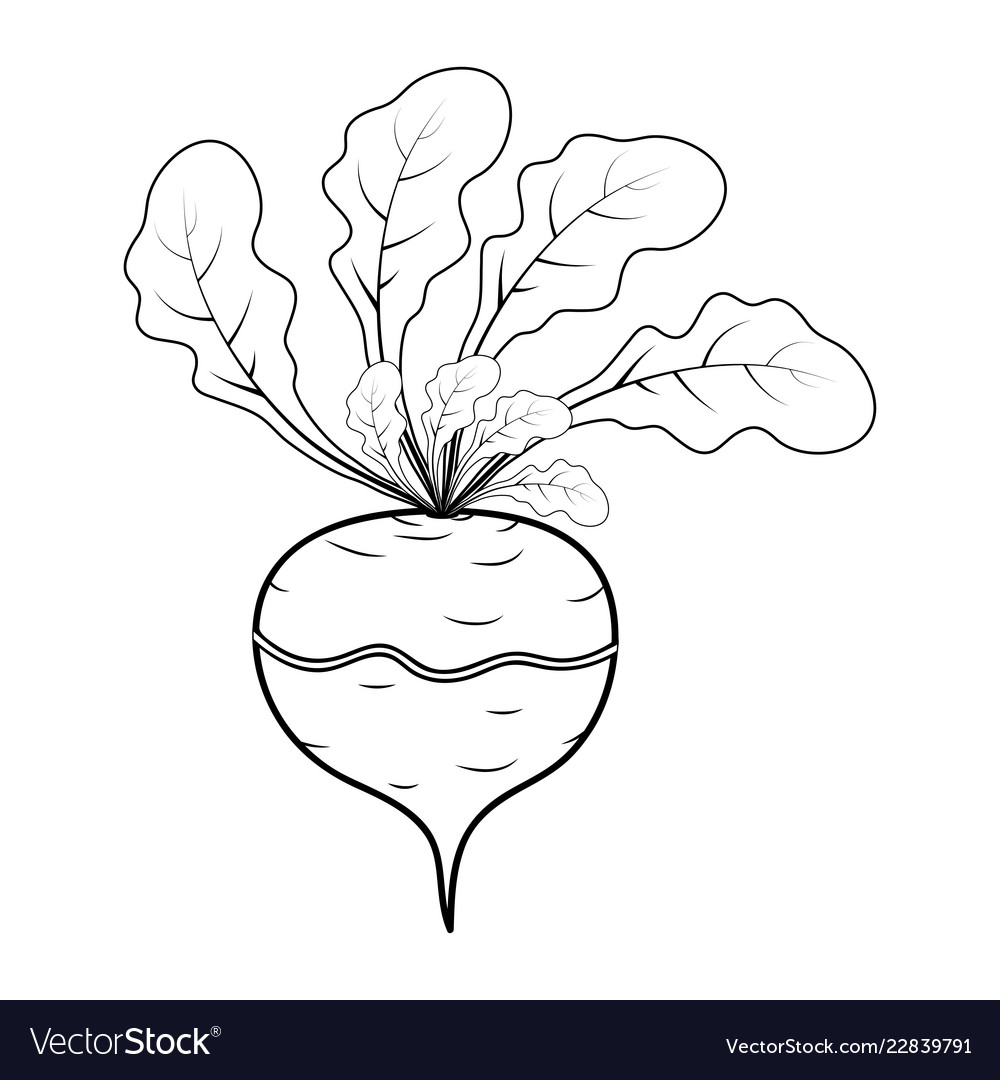 Outline turnip cartoon icon design isolated on Vector Image