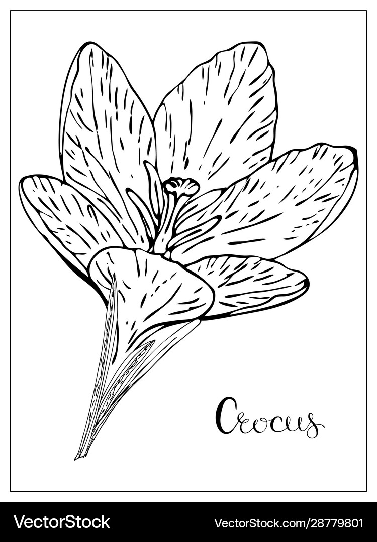 Saffron Flower Tattoo