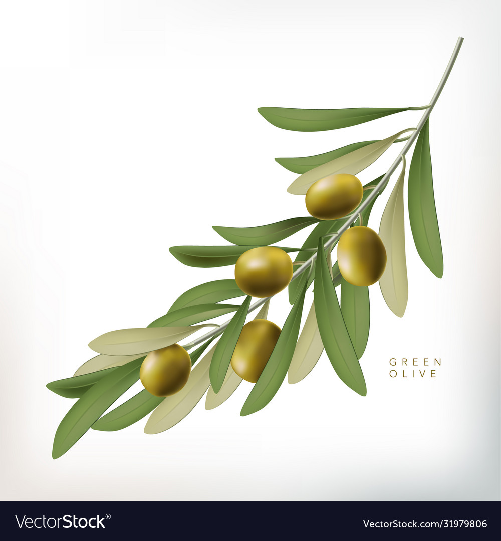 Classic style 3d green olive Royalty Free Vector Image