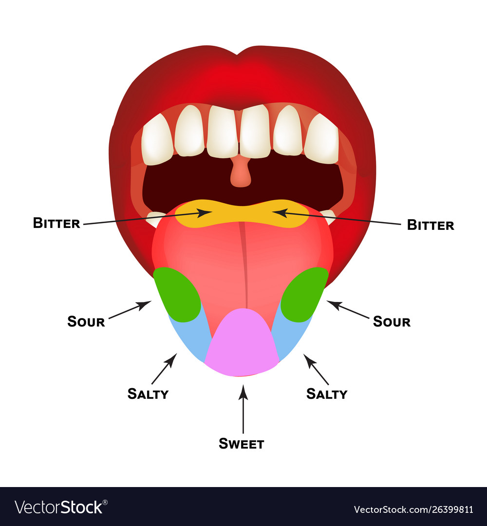 Anatomical structure tongue taste buds Royalty Free Vector