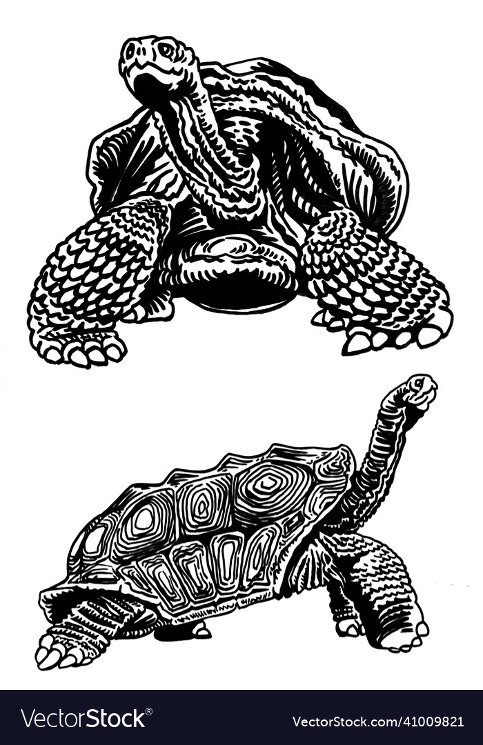 Graphical two big turtles isolated on white