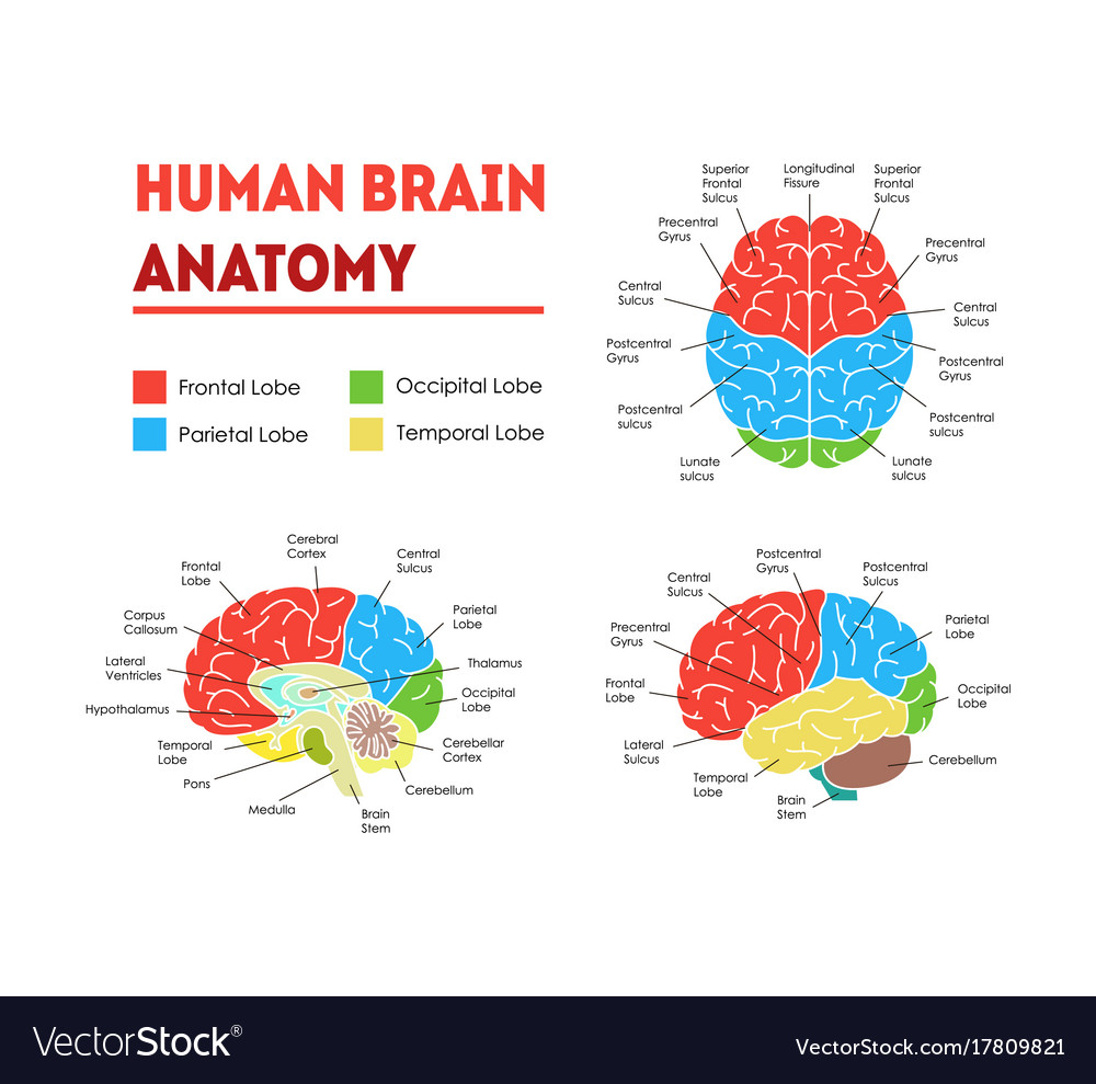 Human Brain Anatomy Poster Royalty Free Vector Image human-brain-anatomy-poster-royalty-free-vector-image