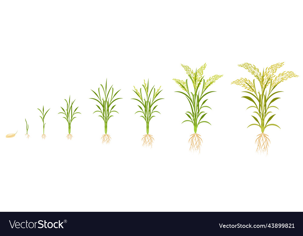 Rice growth in stages cycle of growing grain Vector Image