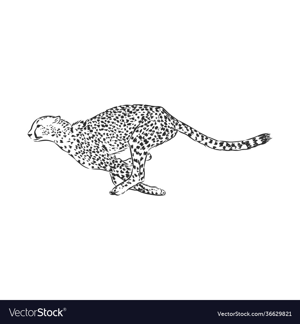 Running cheetah wild african cat sketch Royalty Free Vector