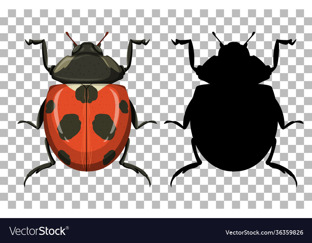 Ladybug on transparent background vector image Ladybug on transparent background