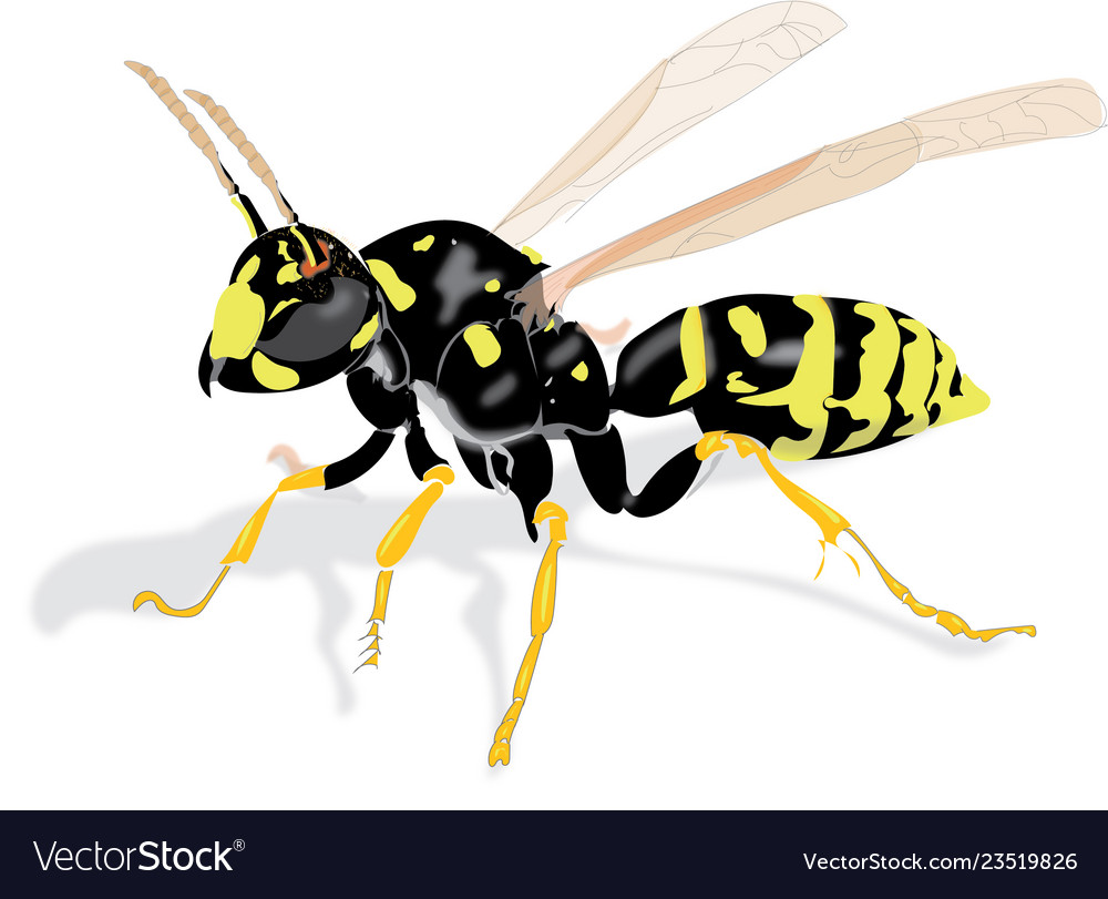 Wasp Insect Royalty Free Vector Image - Vectorstock