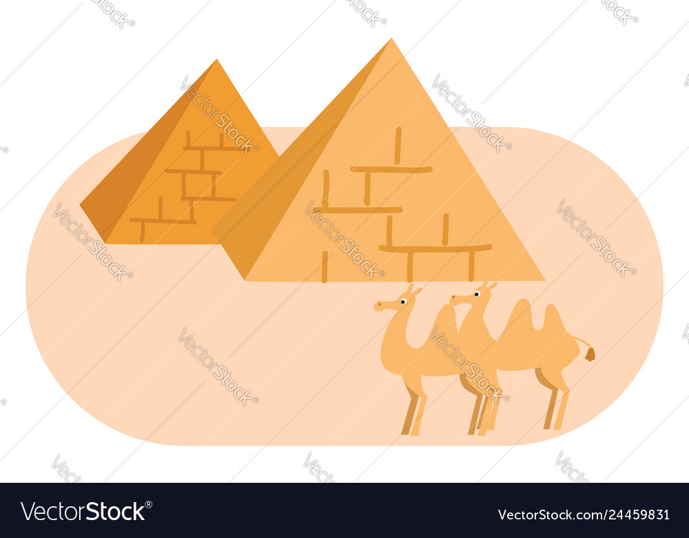 Two pyramides and camels on white background