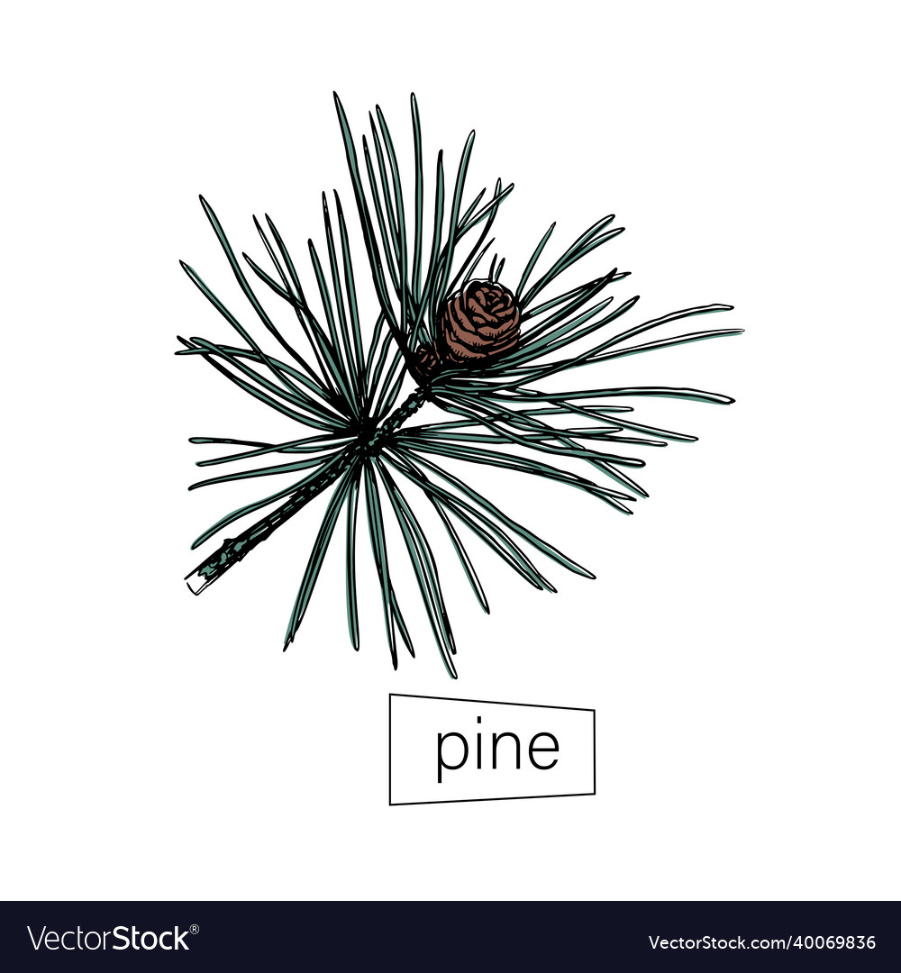 Pine Skizze in handgezogenem Stil auf weiß vector image Pine Skizze in handgezogenem Stil auf weiß
