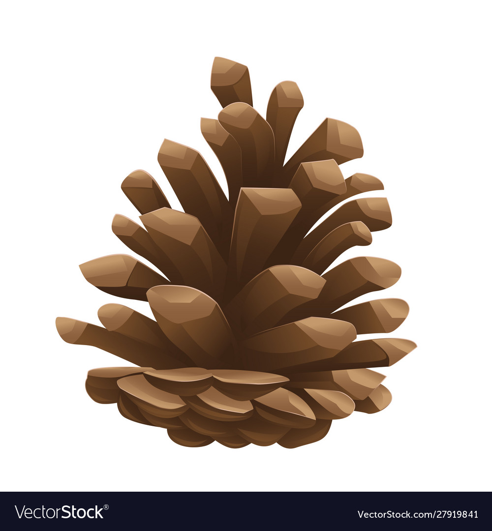 Pine cone on white isolated background image vector image Pine cone on white isolated background image