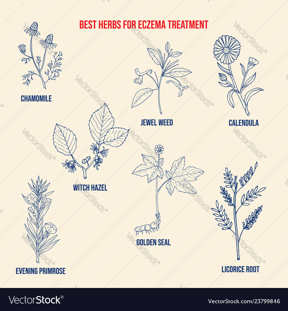 Best medicinal herbs for eczema Royalty Free Vector Image