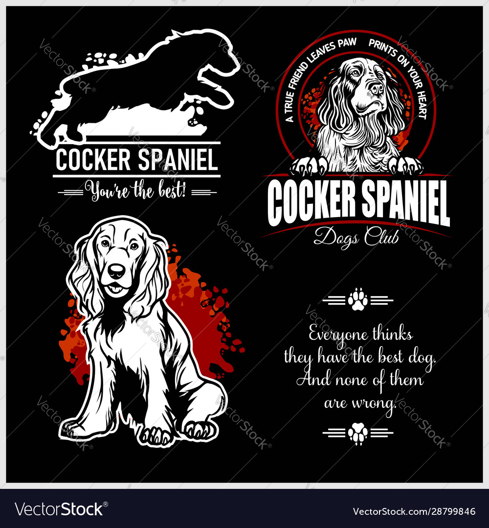 Cocker store spaniel club