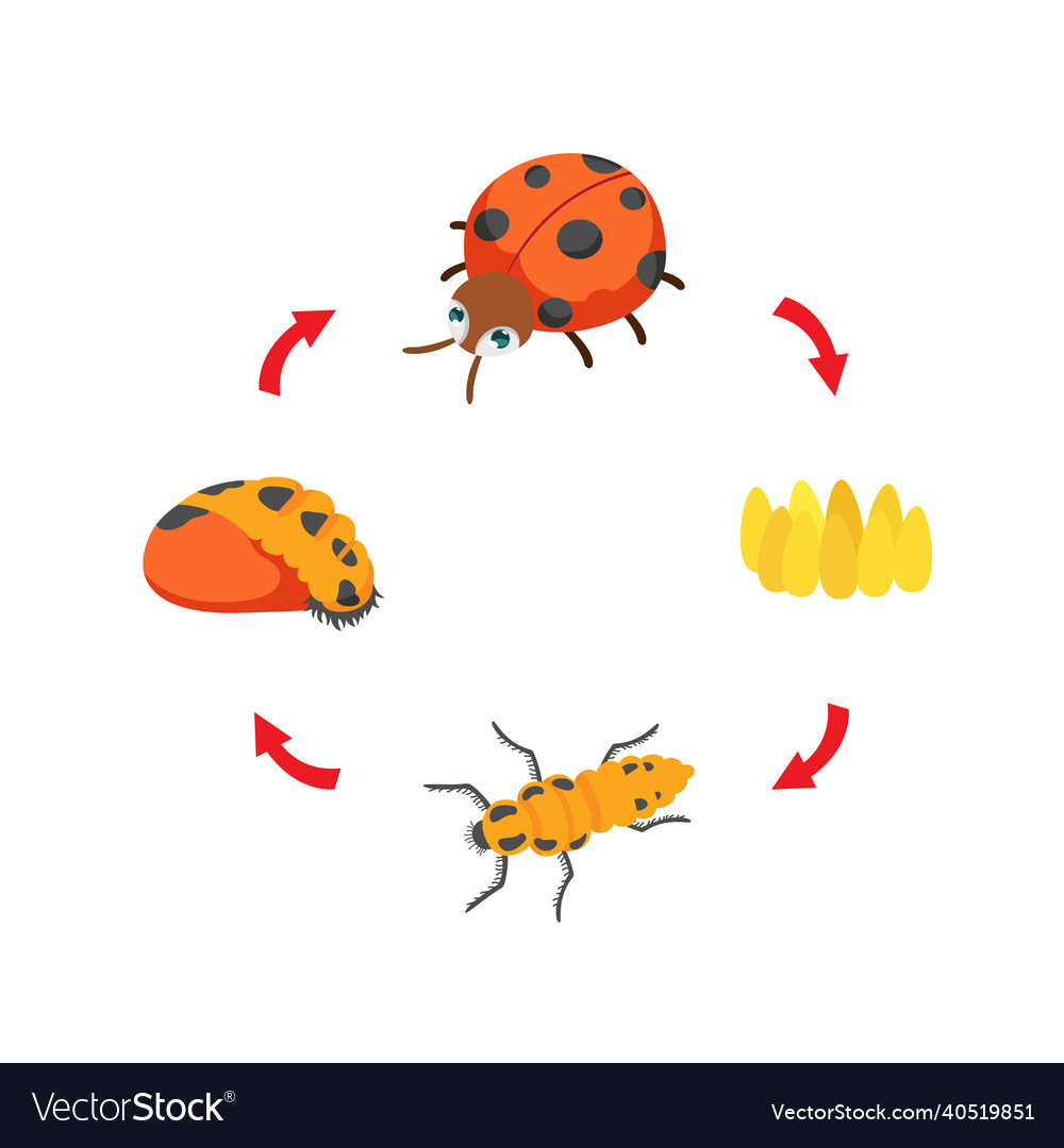 Life cycle ladybug