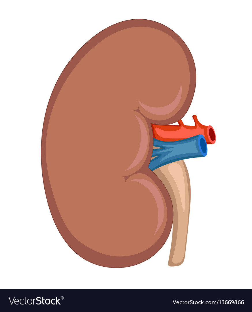 Kidney