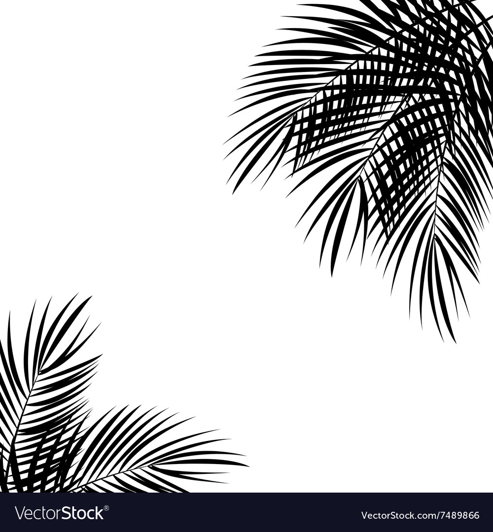 Palm leaf background Royalty Free Vector Image