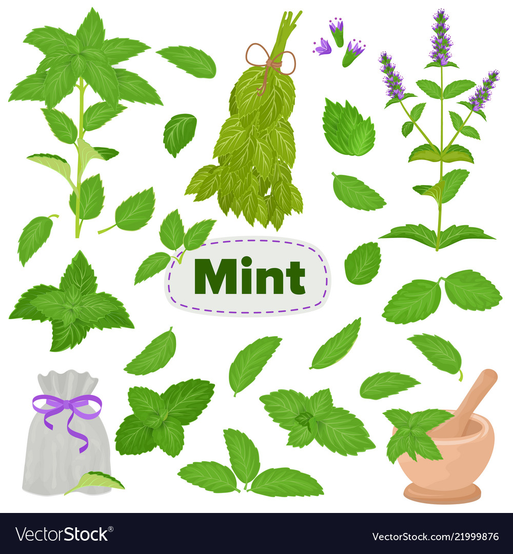 Minze spearmint Blätter Mentholaroma