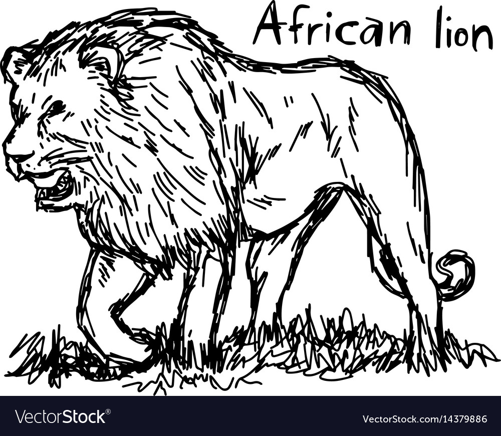 Angry african lion walking - sketch Royalty Free Vector